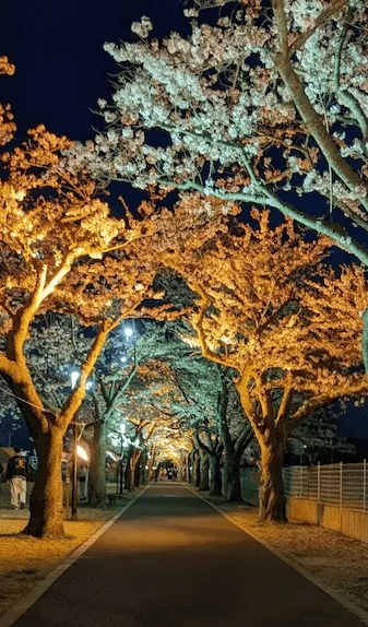 Shirakata_L1