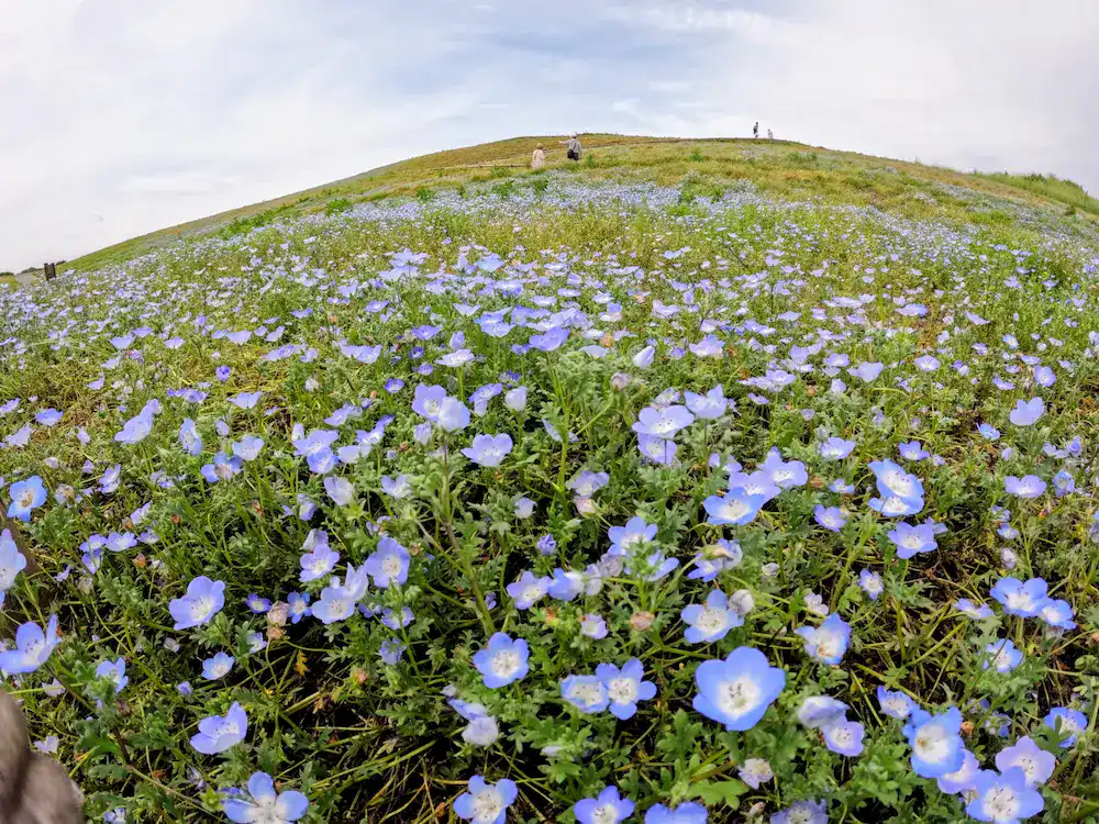 nemophila